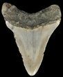 Bargain, Megalodon Tooth - North Carolina #65694-1